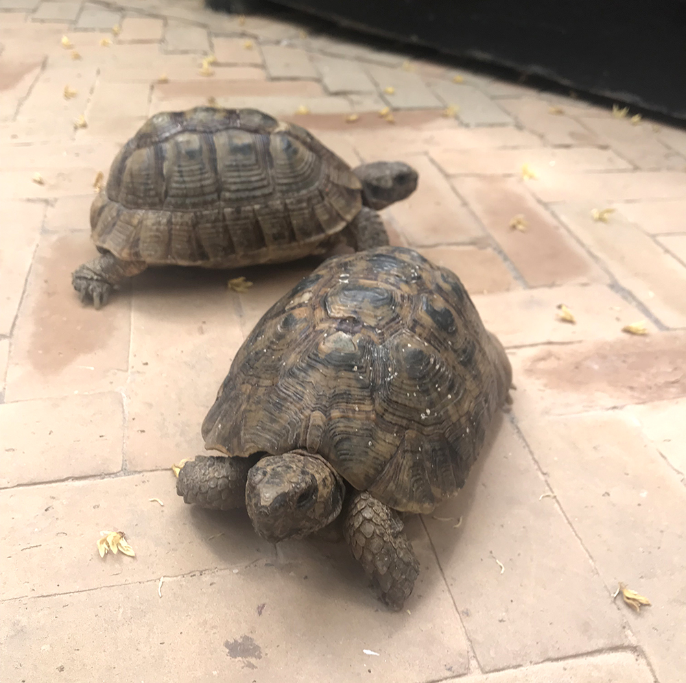 Paige Joanna Honeymoon in Marrakech